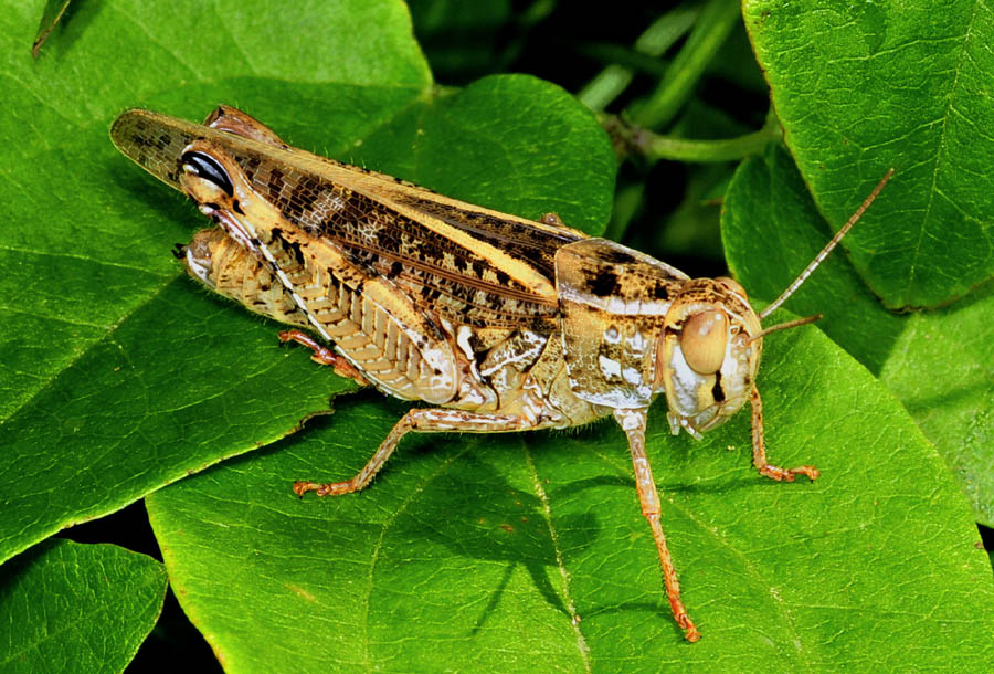 Acrididae:  Calliptamus sp.